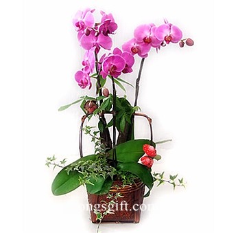 Exquisite Butterfly Orchid to China-Deliver in Shanghai ONLY