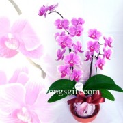 Exquisite Butterfly Orchid to Japan